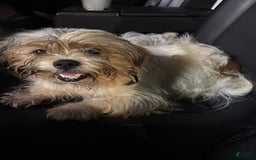 Shih Tzu dogs for sale: Luna - Image 10