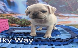 Pug dogs for sale: Milky Way - Image 1