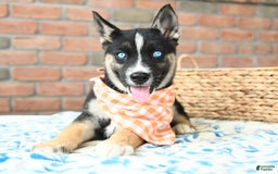 Gerberian Shepsky dogs for sale: Biscuit - Image 1