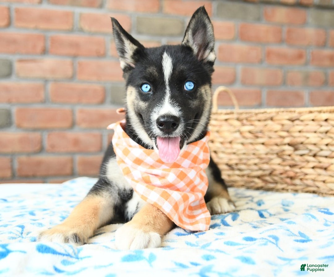 Gerberian Shepsky dogs for sale: Biscuit - Image 1