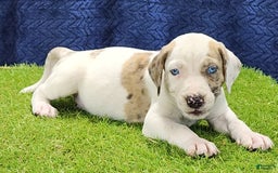 Catahoula Leopard Dog dogs for sale: Duchess 2025 Male 4 - Image 8
