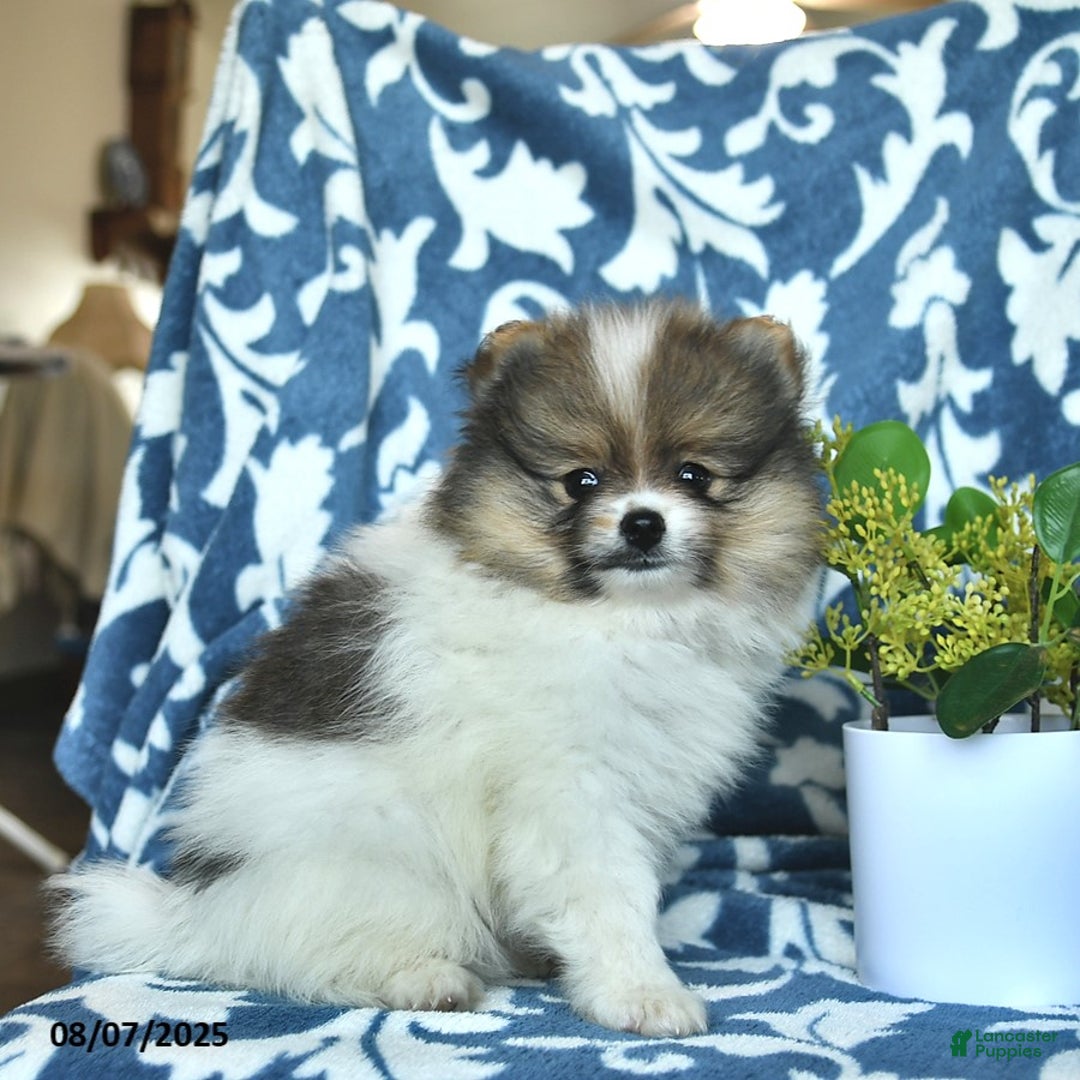 Pomeranian dogs for sale: Masosn - Image 2