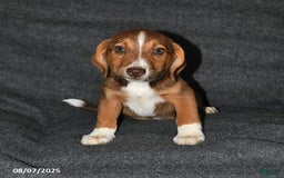 Australian Shepherd dogs for sale: Australian Shepherd 5 puppies - Image 2