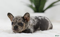 French Bulldog dogs for sale: French Bulldog 5 puppies - Image 17