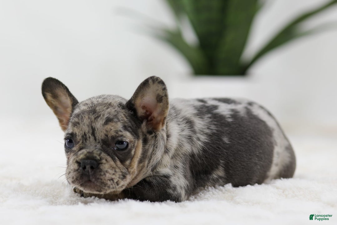 French Bulldog dogs for sale: French Bulldog 5 puppies - Image 17