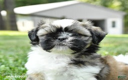 Shih Tzu dogs for sale: Ivy - Image 4
