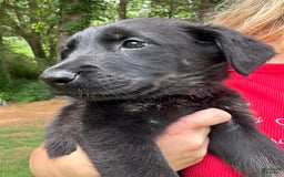 German Shepherd dogs for sale: Flower - Image 7