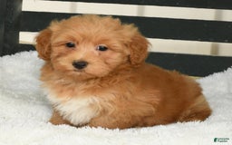 Havapoo dogs for sale: Asher - Image 6
