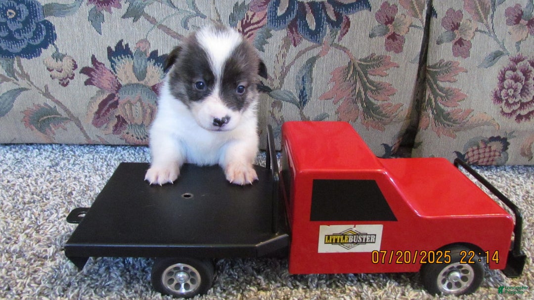 American Corgi dogs for sale: Brindle - Image 2