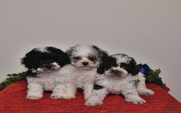 Miniature Poodle dogs for sale: Duke - Image 1