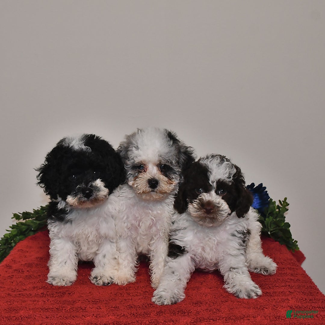 Miniature Poodle dogs for sale: Duke - Image 1