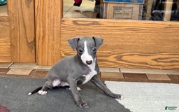 Italian Greyhound dogs for sale: Joey - Image 6