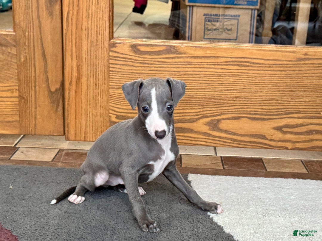 Italian Greyhound dogs for sale: Joey - Image 6