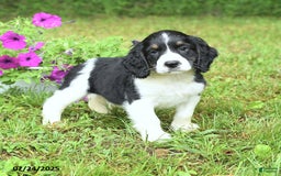 English Springer Spaniel dogs for sale: Petey - Image 5