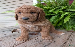 Goldendoodle dogs for sale: Maggie - Image 2