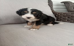 Bernedoodle dogs for sale: Annabelle - Image 3