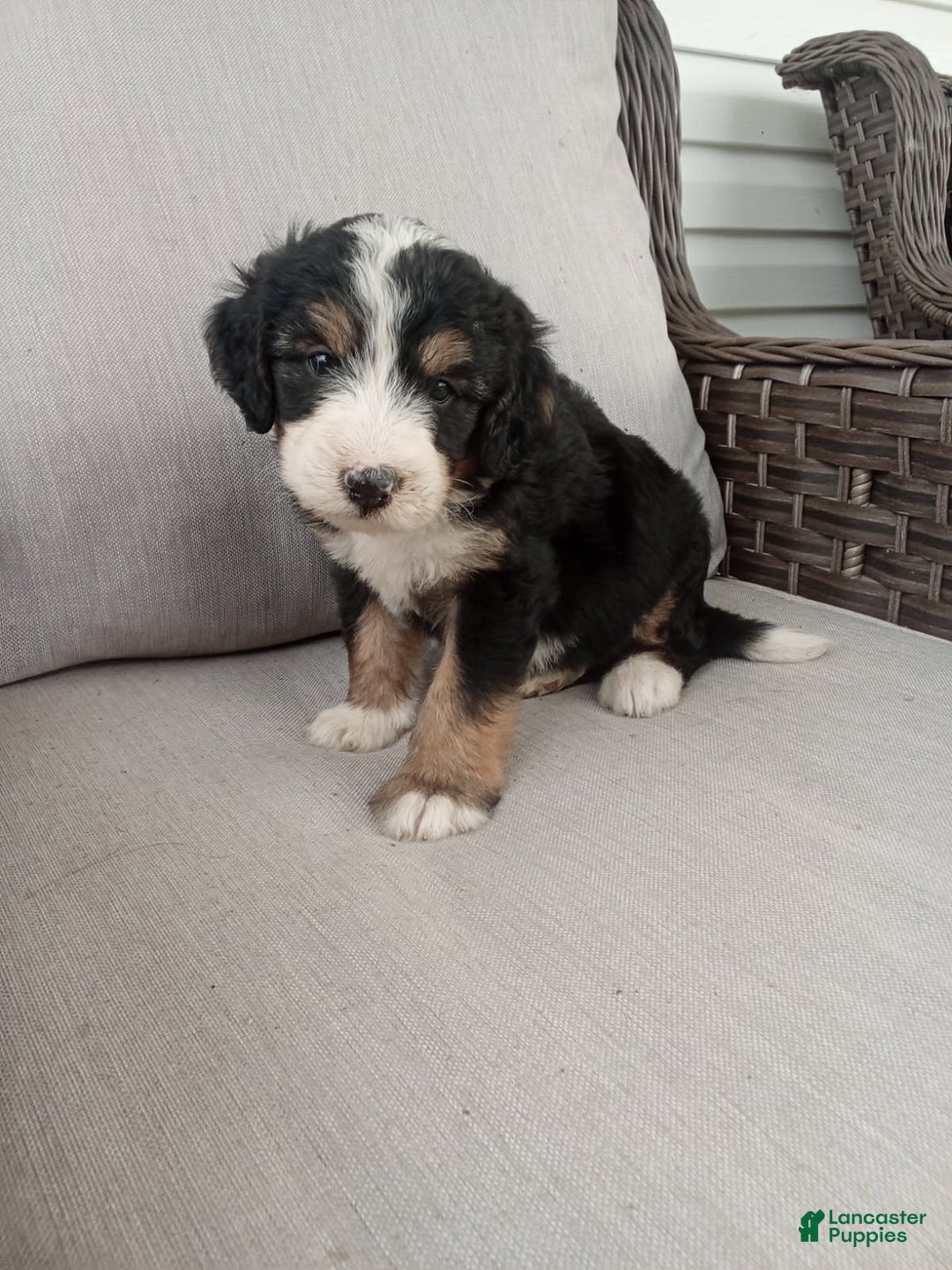 Bernedoodle dogs for sale: Annabelle - Image 3