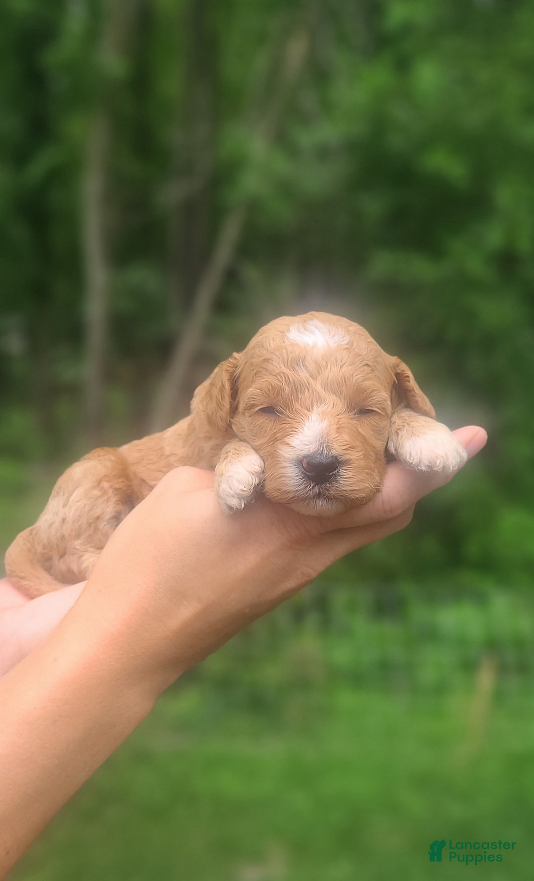 Mini Goldendoodle dogs for sale: Sundae - Image 4
