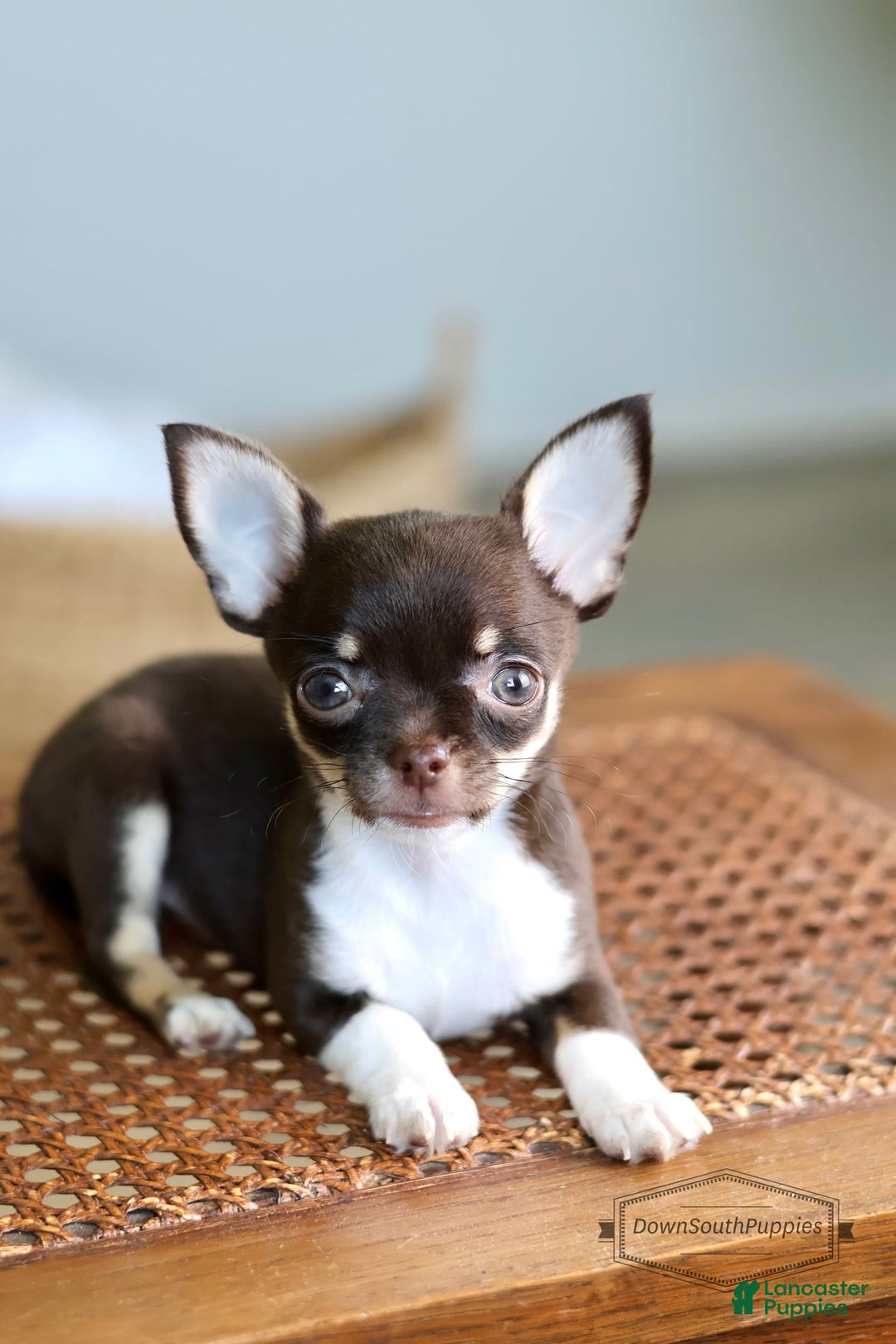 Chihuahua dogs for sale: Akc Tiny Celestia - Image 7