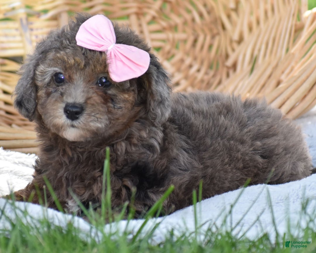 Yorkiepoo dogs for sale: Petunia - Image 8