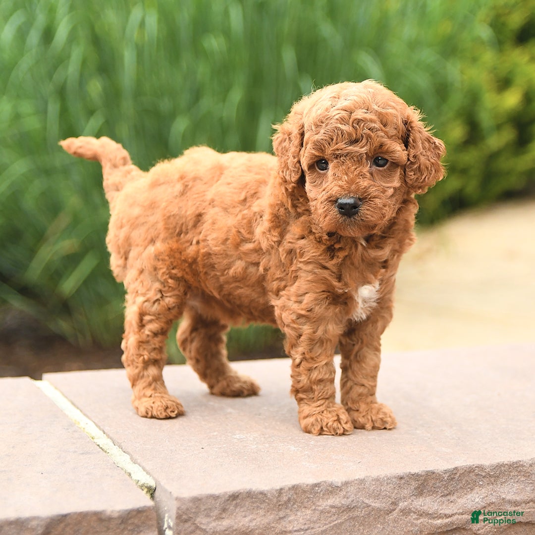 Cockapoo dogs for sale: Maple - Image 5