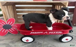 Boston Terrier dogs for sale: Sport - Image 2
