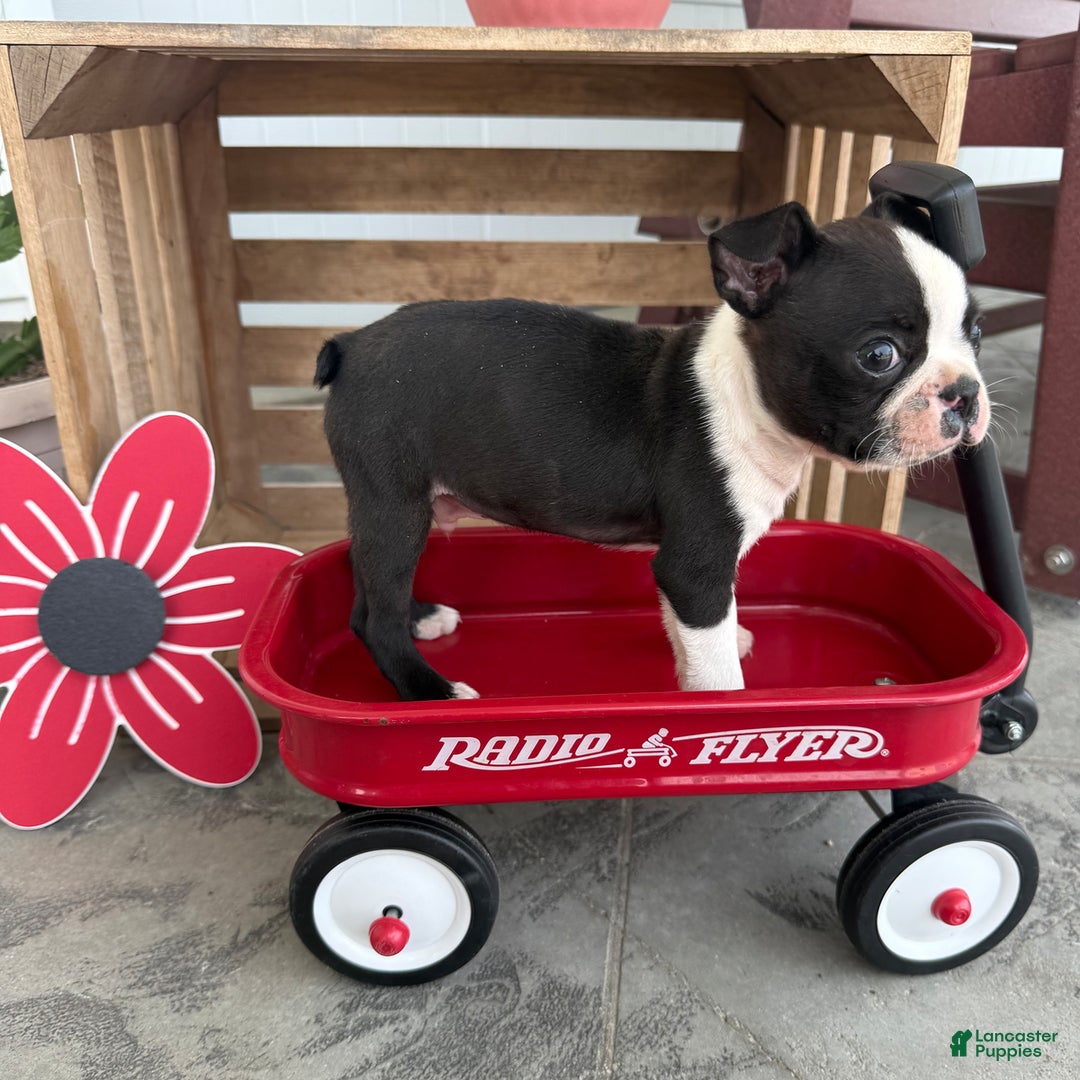 Boston Terrier dogs for sale: Sport - Image 2
