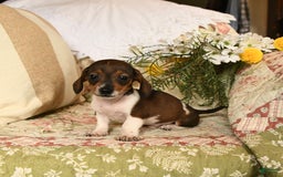 Miniature Dachshund dogs for sale: Rascal - Image 10