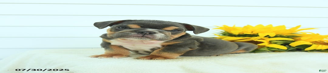 Graham