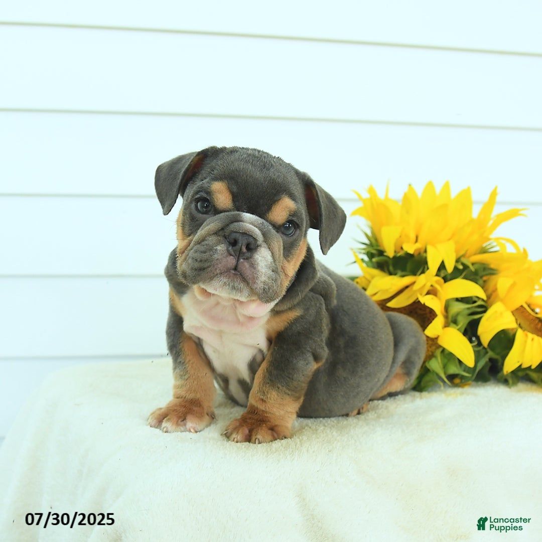 English Bulldog dogs for sale: Graham - Image 2