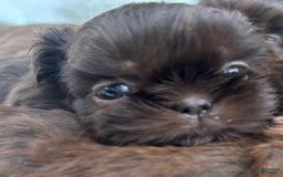 Shih Tzu dogs for sale: Vette - Image 1