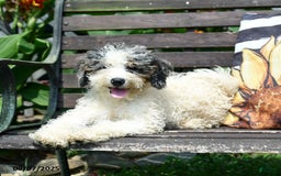 Mini Bernedoodle dogs for sale: Margo - Image 4