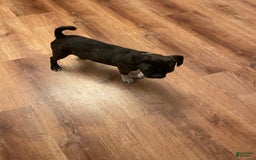 Boston Terrier dogs for sale: Winston - Image 2