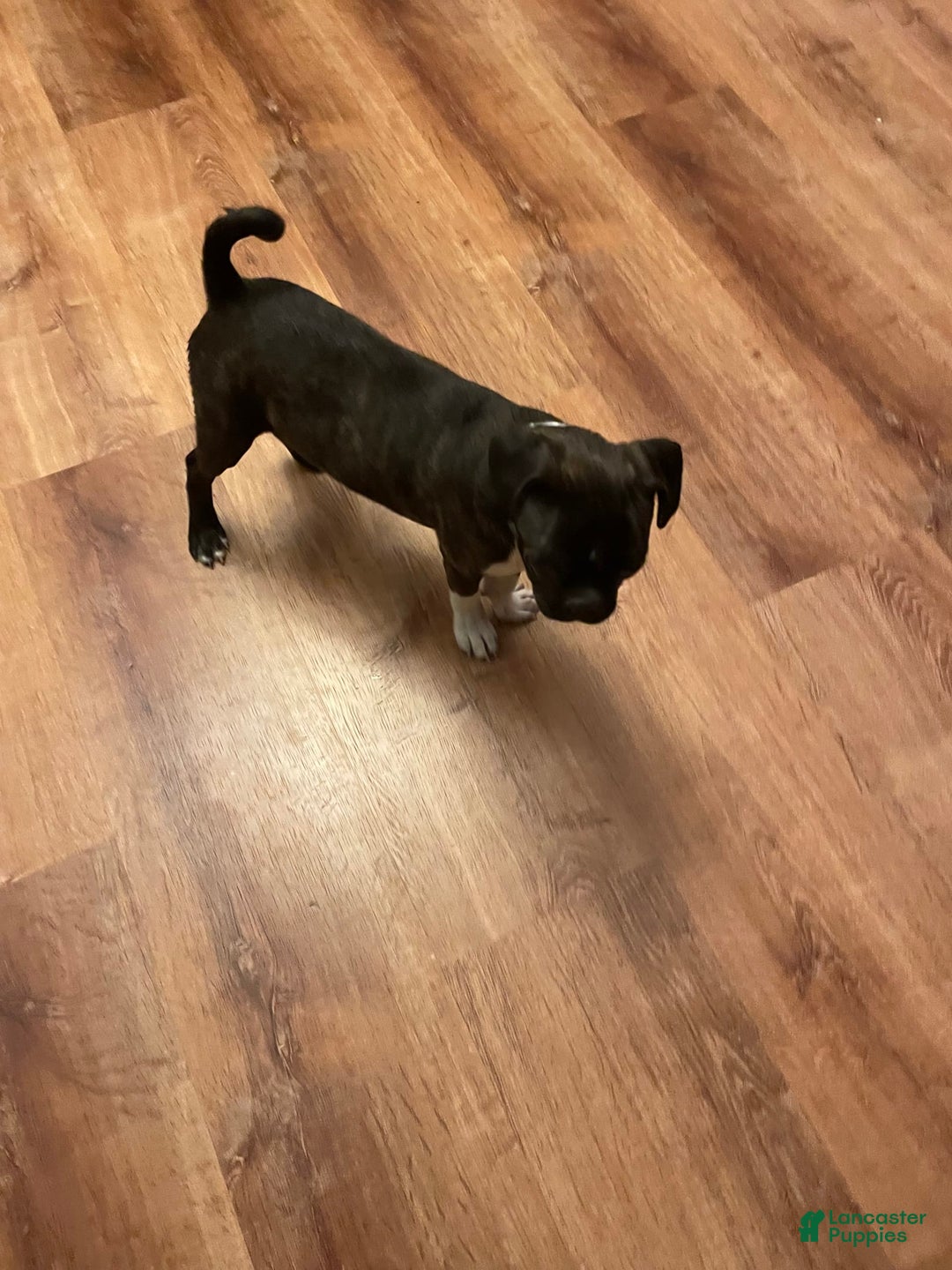Boston Terrier dogs for sale: Winston - Image 2