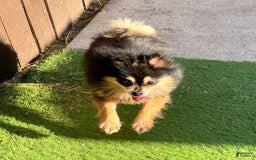Pomeranian dogs for sale: Annabelle - Image 1