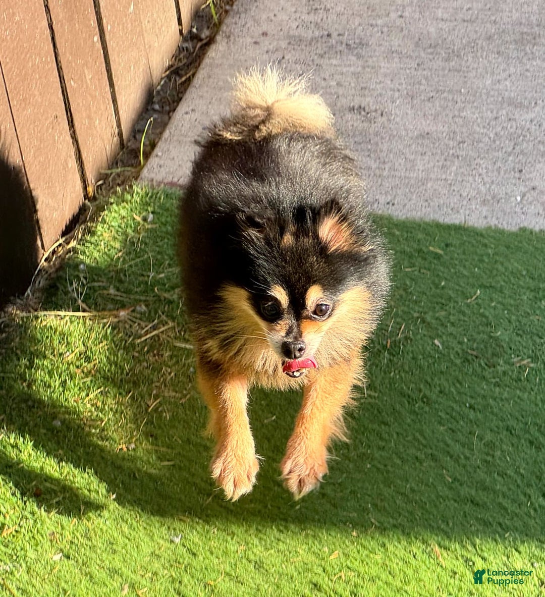 Pomeranian dogs for sale: Annabelle - Image 1