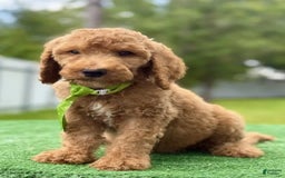 Goldendoodle dogs for sale: Eric - Image 6