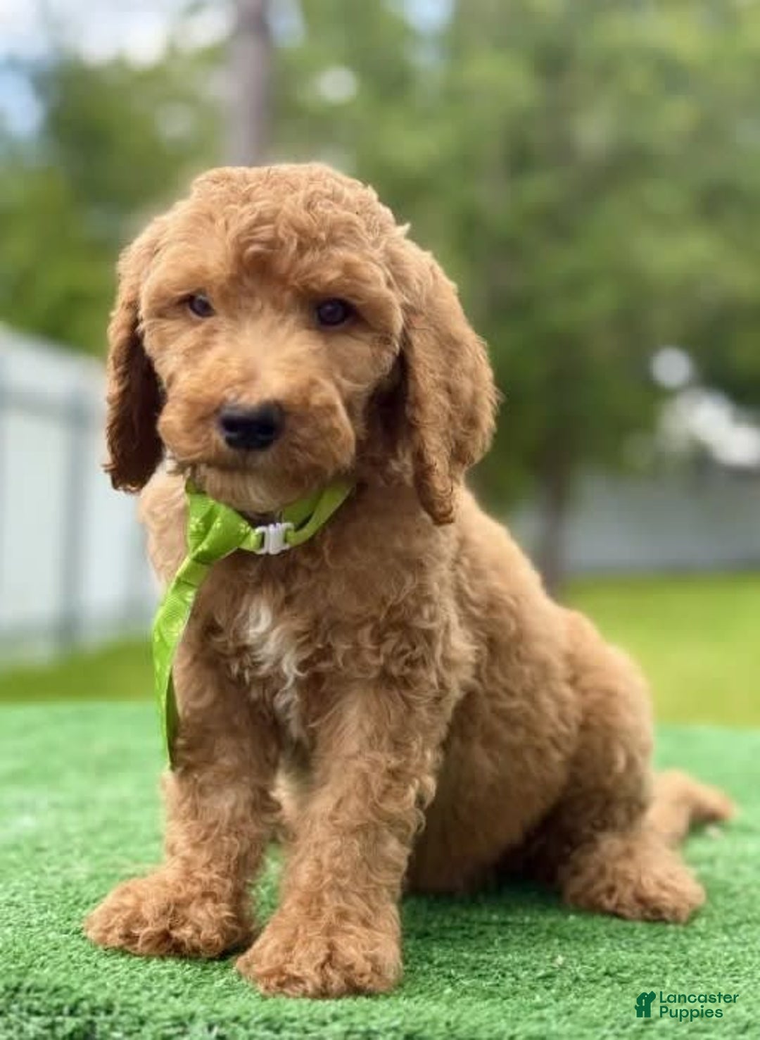Goldendoodle dogs for sale: Eric - Image 6