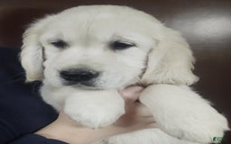 Golden Retriever dogs for sale: Bobby - Image 3