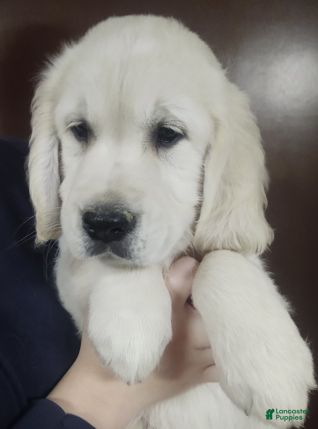 Golden Retriever dogs for sale: Bobby - Image 3