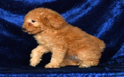 Mini Goldendoodle dogs for sale: Desiree - Image 1