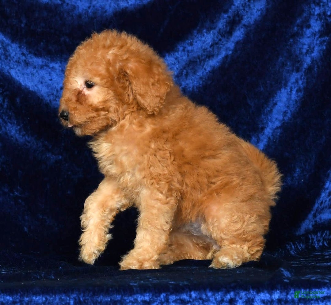 Mini Goldendoodle dogs for sale: Desiree - Image 1