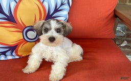 Miniature Schnauzer dogs for sale: Paisley Male 2 - Image 4