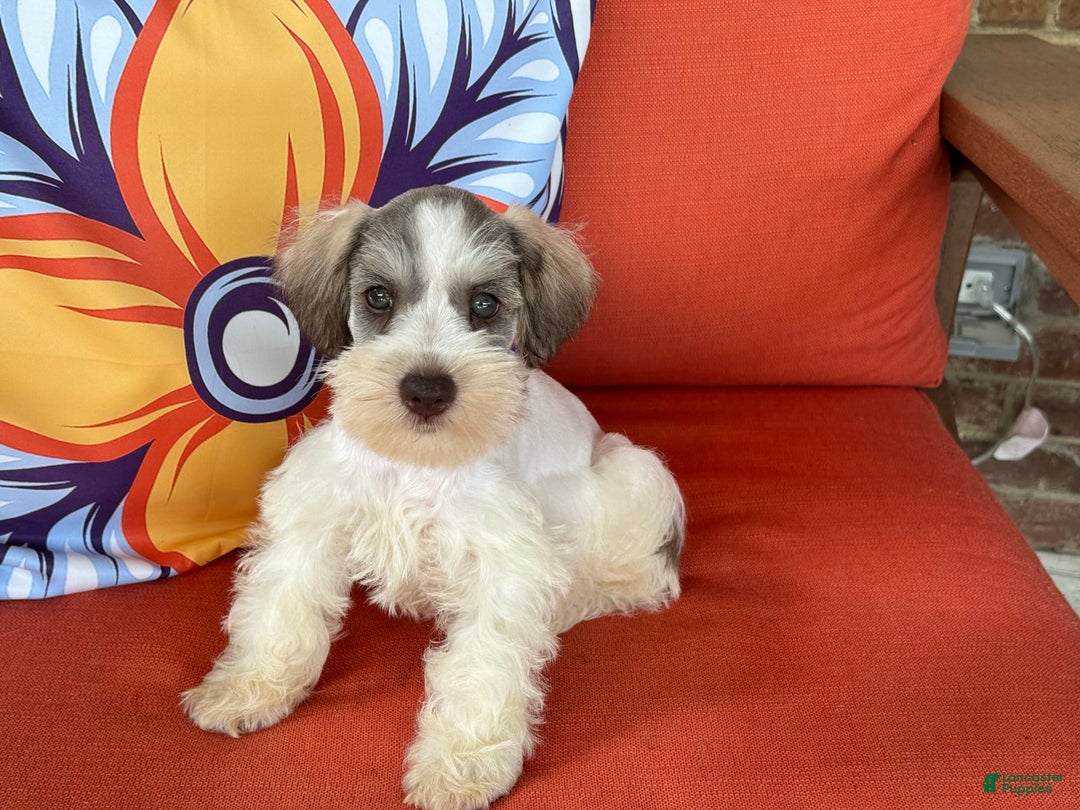 Miniature Schnauzer dogs for sale: Paisley Male 2 - Image 4