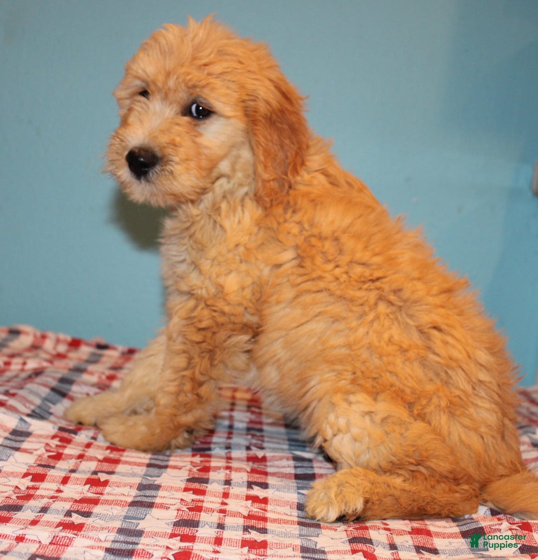  dogs for sale: Mini Goldendoodle 5 puppies - Image 25