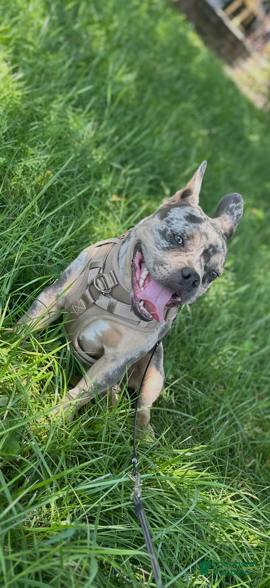 French Bulldog dogs for sale: Hero - Image 4