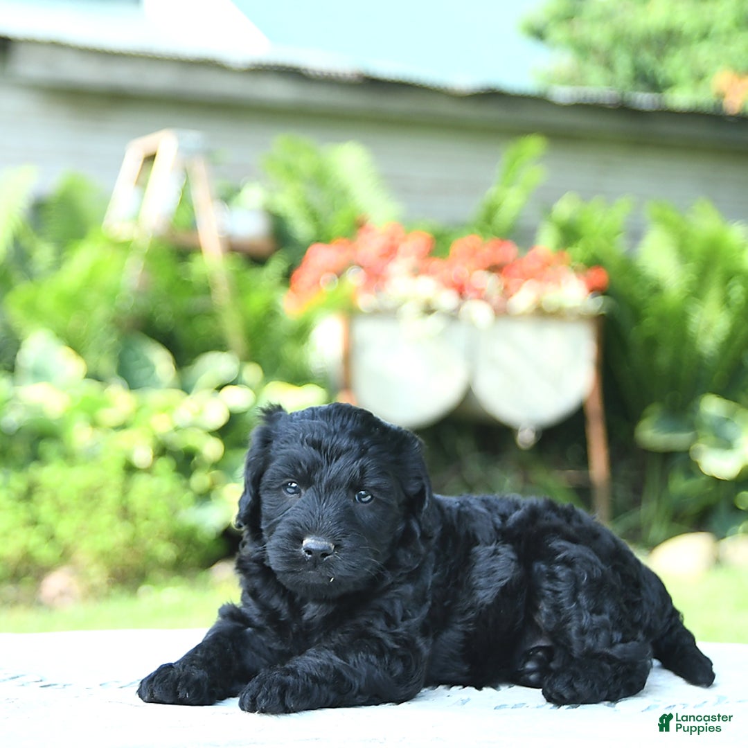 Mini Goldendoodle dogs for sale: Archie - Image 2