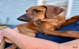 Rhodesian Ridgeback dogs for sale: Black - Image 3