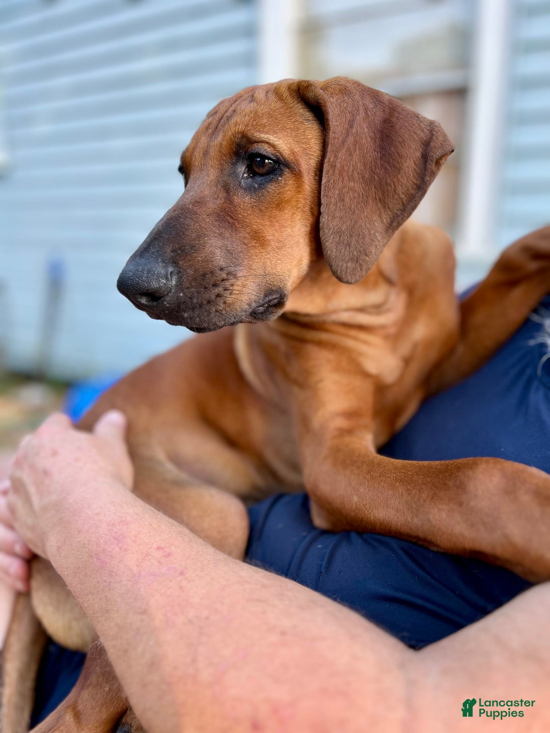 Rhodesian Ridgeback dogs for sale: Black - Image 3