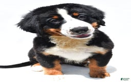 Bernese Mountain Dog dogs for sale: Kiwi - Image 7